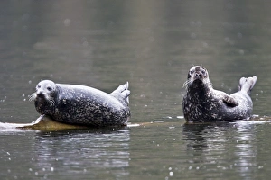 Adult harbor seals (Phoca vitulina) hauled out and resting on a semi-submerged log in Adult harbor seals (Phoca vitulina) hauled out and resting on a semi-submerged log in