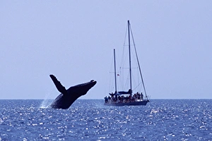 Adult humpback whale breaching near sailboat in the AuAu Channel, Maui, Hawaii, USA Adult humpback whale breaching near sailboat in the AuAu Channel, Maui, Hawaii, USA