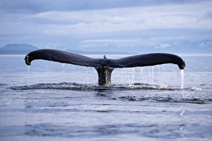 Adult humpback whale fluke-up dive in Frederick Sound, southeast Alaska, USA Adult humpback whale fluke-up dive in Frederick Sound, southeast Alaska, USA
