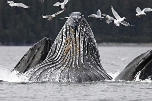 Adult humpback whales (Megaptera novaeangliae) cooperative bubble-net feeding in Iyoukeen Adult humpback whales (Megaptera novaeangliae) cooperative bubble-net feeding in Iyoukeen