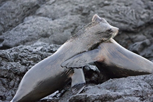 Adult male Galapagos fur seals (Arctocephalus galapagoensis) Adult male Galapagos fur seals (Arctocephalus galapagoensis)