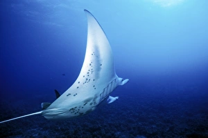 Adult Manta Ray (Manta birostris) underwater in deep water off the coast of Maui, Hawaii Adult Manta Ray (Manta birostris) underwater in deep water off the coast of Maui, Hawaii