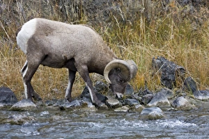 Adult Rocky Mountain bighorn sheep (Ovis canadensis canadensis) Adult Rocky Mountain bighorn sheep (Ovis canadensis canadensis)