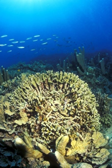 Anchor damaged Coral (Antler Pocillopora Coral, Pocillopora sp.) Anchor damaged Coral (Antler Pocillopora Coral, Pocillopora sp.)