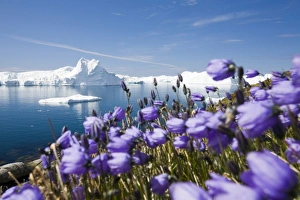 Arctic flowers and Icebergs from the Jacobshavn glacier or Sermeq Kujalleq drains 7% of Arctic flowers and Icebergs from the Jacobshavn glacier or Sermeq Kujalleq drains 7% of