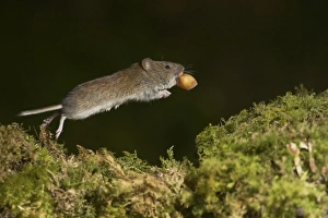 Bank Vole (Clethrionomys glareolus) running along moss covered wall Bank Vole (Clethrionomys glareolus) running along moss covered wall