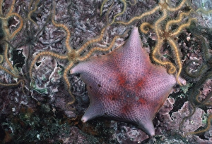 Bat star with brittle stars (Patiris miniata ). USA, Channel Islands, CA Bat star with brittle stars (Patiris miniata ). USA, Channel Islands, CA