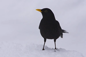 Blackbird (Turdus merula) male standing on snow. highlands, Scotland, UK Blackbird (Turdus merula) male standing on snow. highlands, Scotland, UK