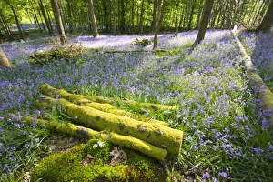 Bluebells in spring woodland Ambleside Cumbria UK Like many plants they are responding to Bluebells in spring woodland Ambleside Cumbria UK Like many plants they are responding to