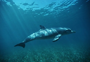 Bottlenose Dolphin over seagrass (Tursiops truncatus). Caribbean Bottlenose Dolphin over seagrass (Tursiops truncatus). Caribbean