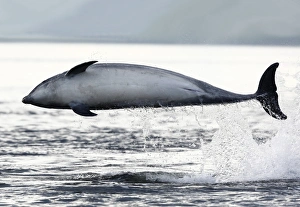 Bottlenose Dolphin (Tursiops truncatus) breaches sideways on a very backlit morning Bottlenose Dolphin (Tursiops truncatus) breaches sideways on a very backlit morning
