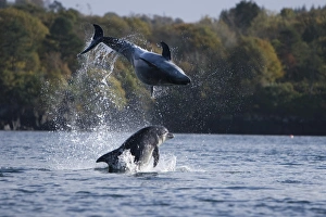 Bottlenose dolphins (Tursiops truncatus) in Tobermory Bay - home of Balamory TV show Bottlenose dolphins (Tursiops truncatus) in Tobermory Bay - home of Balamory TV show