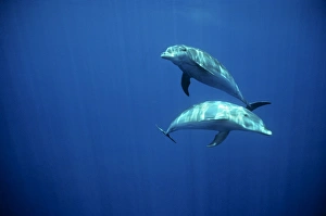 Bottlenose dolphins underwater. (Tursiops truncatus). Galapagos Islands, Ecuador Bottlenose dolphins underwater. (Tursiops truncatus). Galapagos Islands, Ecuador