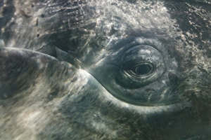 California Gray Whale (Eschrichtius robustus) in San Ignacio Lagoon on the Pacific side California Gray Whale (Eschrichtius robustus) in San Ignacio Lagoon on the Pacific side