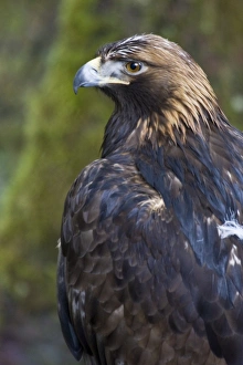 Captive adult golden eagle (Aquila chrysaetos)at the raptor rehabilitation center just Captive adult golden eagle (Aquila chrysaetos)at the raptor rehabilitation center just