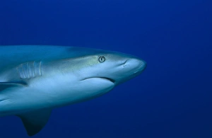 Caribbean reef shark (Carcharhinus perezii), detail of head as shark swims from left to Caribbean reef shark (Carcharhinus perezii), detail of head as shark swims from left to