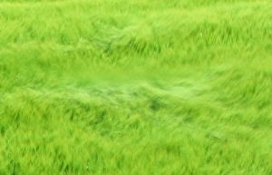 A cereal crop blowing in the wind in Norfolk, UK A cereal crop blowing in the wind in Norfolk, UK