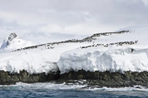 Chinstrap penguin (Pygoscelis antarctica) colony on the Aitcho Island Group in the South Chinstrap penguin (Pygoscelis antarctica) colony on the Aitcho Island Group in the South