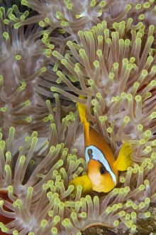 Clownfish (Amphiprion bicinctus), Egyptian Red Sea, in sea anemone tentacles, 03-12-06 Clownfish (Amphiprion bicinctus), Egyptian Red Sea, in sea anemone tentacles, 03-12-06