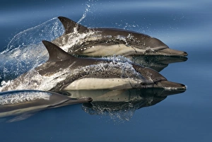 Common dolphin (delphinus delphis) Gulf of California. A trio of common dolphin Common dolphin (delphinus delphis) Gulf of California. A trio of common dolphin