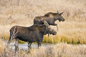 Cow and calf moose (Alces alces shirasi) feeding near the Gros Ventre river just outside Cow and calf moose (Alces alces shirasi) feeding near the Gros Ventre river just outside