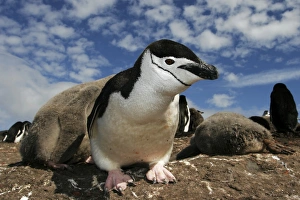 Curious adult chinstrap penguin (Pygoscelis antarctica) inspects the camera on Deception Island, Antarctica Curious adult chinstrap penguin (Pygoscelis antarctica) inspects the camera on Deception Island, Antarctica