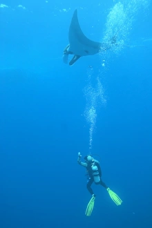 Diver underneath Manta ray (Manta birostris) Revillagigedo Islands, Mexico (RR) Diver underneath Manta ray (Manta birostris) Revillagigedo Islands, Mexico (RR)