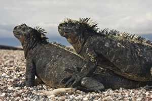 The endemic Galapagos marine iguana (Amblyrhynchus cristatus) The endemic Galapagos marine iguana (Amblyrhynchus cristatus)