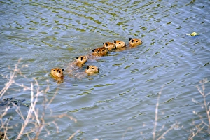 Family of capybaras, Hydrochoerus hydrochaeris, crosses a stream, Miranda, Pantanal Family of capybaras, Hydrochoerus hydrochaeris, crosses a stream, Miranda, Pantanal