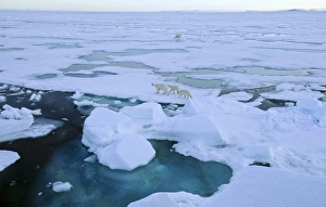 Two female Polar Bears (Ursus maritimus) accompanied by two cubs each walking off Two female Polar Bears (Ursus maritimus) accompanied by two cubs each walking off