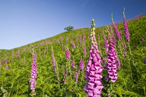 Foxgloves growing on the fellside above Grasmere in the Lake District UK Foxgloves growing on the fellside above Grasmere in the Lake District UK