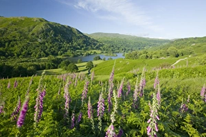 Foxgloves growing on the fellside above Rydal Water in the Lake District UK Foxgloves growing on the fellside above Rydal Water in the Lake District UK