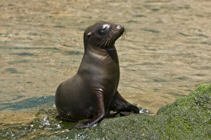 Galapagos sea lion pup (Zalophus wollebaeki) in Gardner Bay on Espanola Island in Galapagos sea lion pup (Zalophus wollebaeki) in Gardner Bay on Espanola Island in