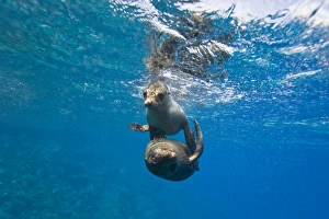 Galapagos sea lions (Zalophus wollebaeki) underwater at Champion Islet near Floreana Galapagos sea lions (Zalophus wollebaeki) underwater at Champion Islet near Floreana