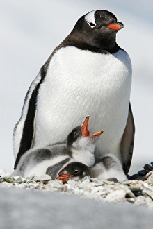 Gentoo penguin (Pygoscelis papua) parent with two downy chicks on Pleneau Island Gentoo penguin (Pygoscelis papua) parent with two downy chicks on Pleneau Island