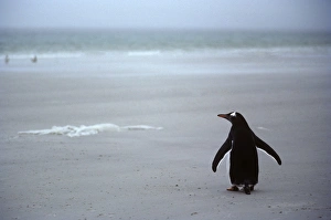 Gentoo penguin walking down the beach alone in misty rain. (Pygoscelis papua) Gentoo penguin walking down the beach alone in misty rain. (Pygoscelis papua)