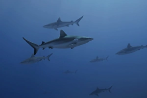 Gray reef sharks, Carcharhinus amblyrhynchos, glide over reef, Chuuk Gray reef sharks, Carcharhinus amblyrhynchos, glide over reef, Chuuk