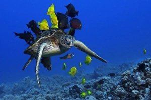 Green sea turtle, Chelonia mydas, gets cleaned by yellow tangs Green sea turtle, Chelonia mydas, gets cleaned by yellow tangs