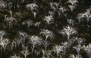 Grey, leafless palo santo trees. (Bursera graveolens). Tagus Cove, Isabela Island Grey, leafless palo santo trees. (Bursera graveolens). Tagus Cove, Isabela Island
