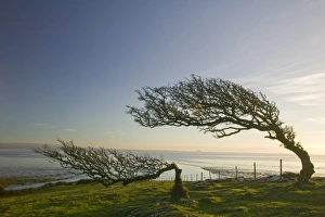Hawthorn trees bent by the prevailing wind on Humphrey Head Point on Morecambe Bay Hawthorn trees bent by the prevailing wind on Humphrey Head Point on Morecambe Bay