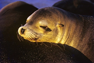 Head of female Galapagos sea lion resting on others back with late sunlight Head of female Galapagos sea lion resting on others back with late sunlight