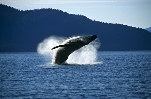 Humpback Whale breaching (Megaptera novaeangliae).Tenakee Inlet, S. E. Alaska Humpback Whale breaching (Megaptera novaeangliae).Tenakee Inlet, S. E. Alaska