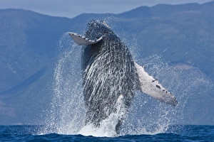 Humpback whale (Megaptera novaeangliae) in the AuAu Channel between the islands of Maui Humpback whale (Megaptera novaeangliae) in the AuAu Channel between the islands of Maui
