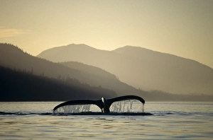 Humpback Whale (Megaptera novaeangliae) sounding. Chatham Straits, S.E. Alaska Humpback Whale (Megaptera novaeangliae) sounding. Chatham Straits, S.E. Alaska