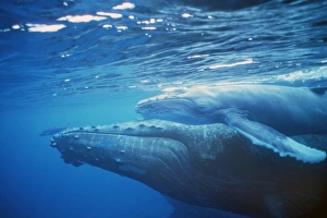Humpback whale mother and calf in shallow water off the island of Lanai, Hawaii, USA Humpback whale mother and calf in shallow water off the island of Lanai, Hawaii, USA