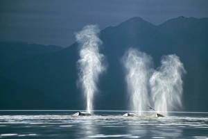 Humpback Whales (Megaptera novaeangliae) blowing. Tenakee Inlet, South East Alaska Humpback Whales (Megaptera novaeangliae) blowing. Tenakee Inlet, South East Alaska