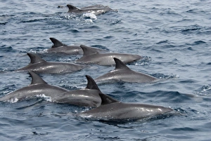 Indo-Pacific Bottlenose Dolphin (Tursiops Aduncus). Azores, North Atlantic Indo-Pacific Bottlenose Dolphin (Tursiops Aduncus). Azores, North Atlantic