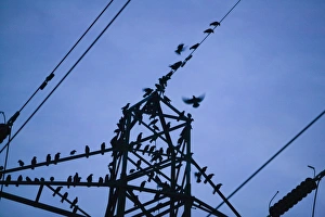 Jackdaws and Rooks lined up on a electricity pylon, prior to roosting, Ulverston, Cumbria Jackdaws and Rooks lined up on a electricity pylon, prior to roosting, Ulverston, Cumbria