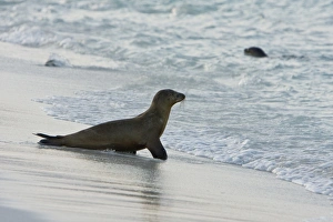 Juvenile Galapagos sea lion (Zalophus wollebaeki) playing in the surf zone at Gardner Bay Juvenile Galapagos sea lion (Zalophus wollebaeki) playing in the surf zone at Gardner Bay