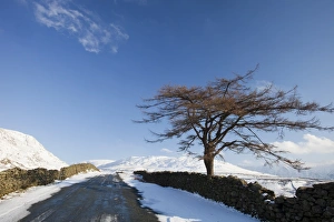 The Kentmere Fells in the Lake district in the snow with a Larch tree in the foreground The Kentmere Fells in the Lake district in the snow with a Larch tree in the foreground